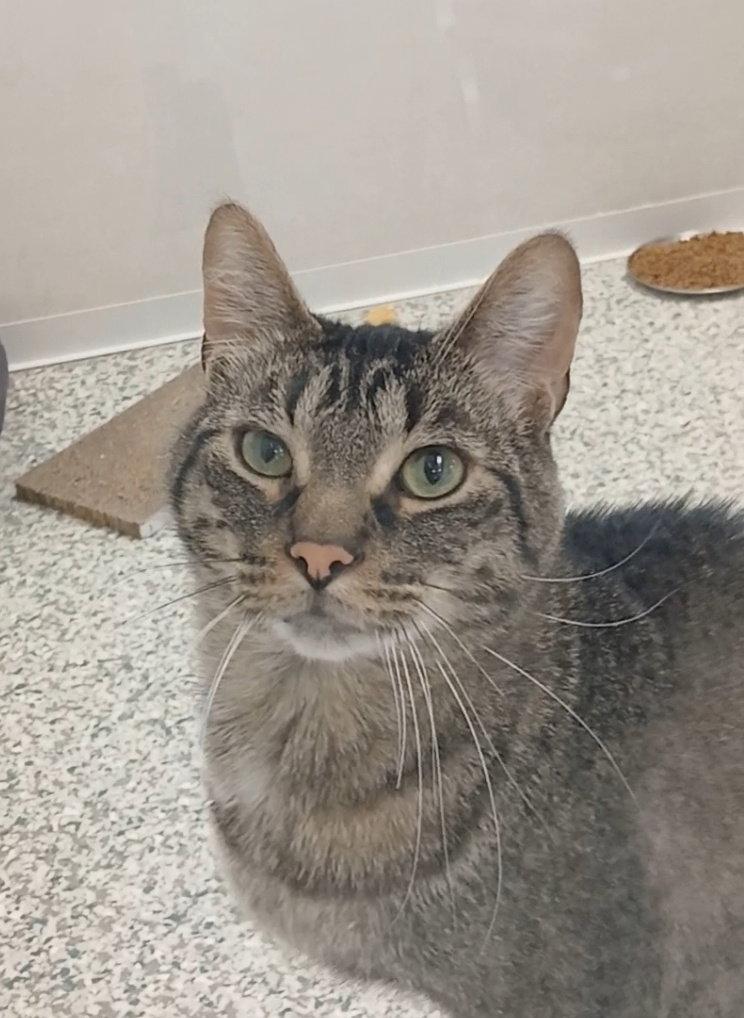 Jagger, Adoptable, Adult Male Tabby & Domestic Short Hair.