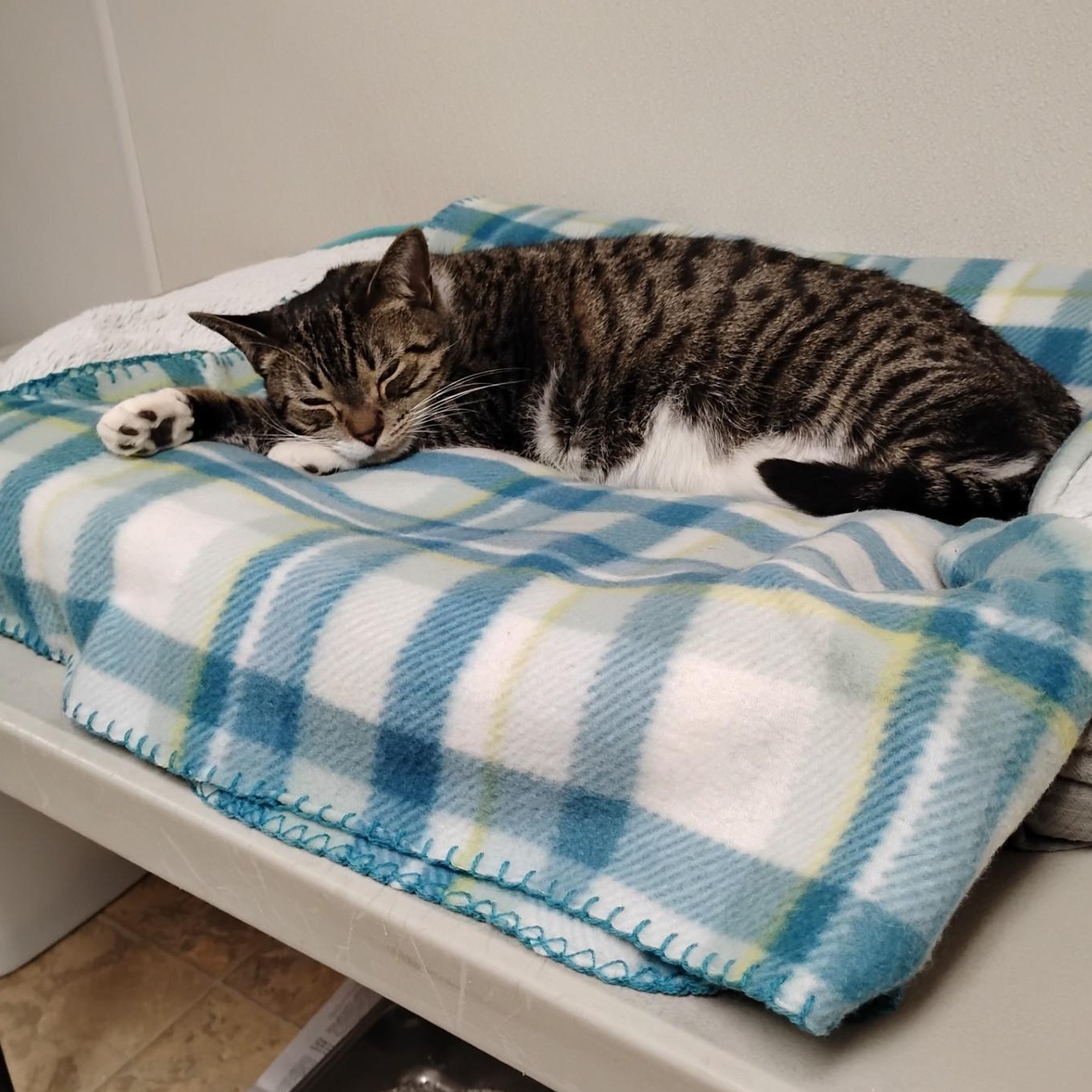 Enlarge Latte, a ADOPTABLE Domestic Short Hair in Dillsburg, PA image 4/6