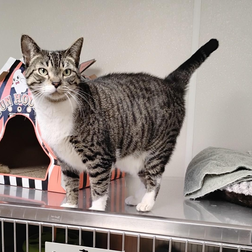 Enlarge Latte, a ADOPTABLE Domestic Short Hair in Dillsburg, PA image 1/6