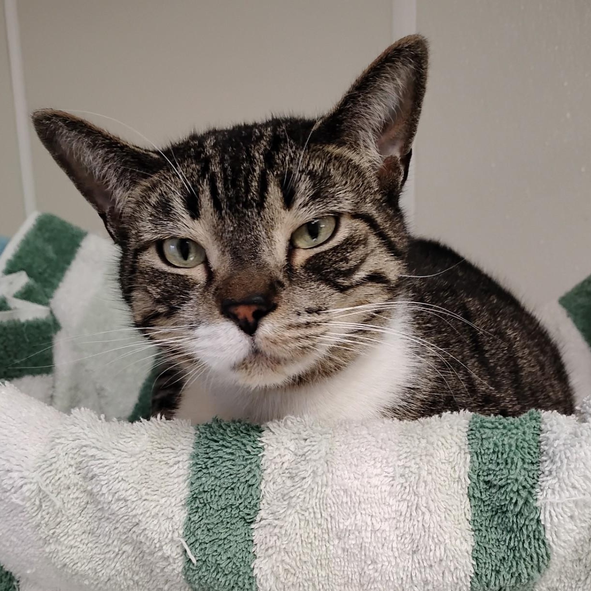 Enlarge Latte, a ADOPTABLE Domestic Short Hair in Dillsburg, PA image 2/6