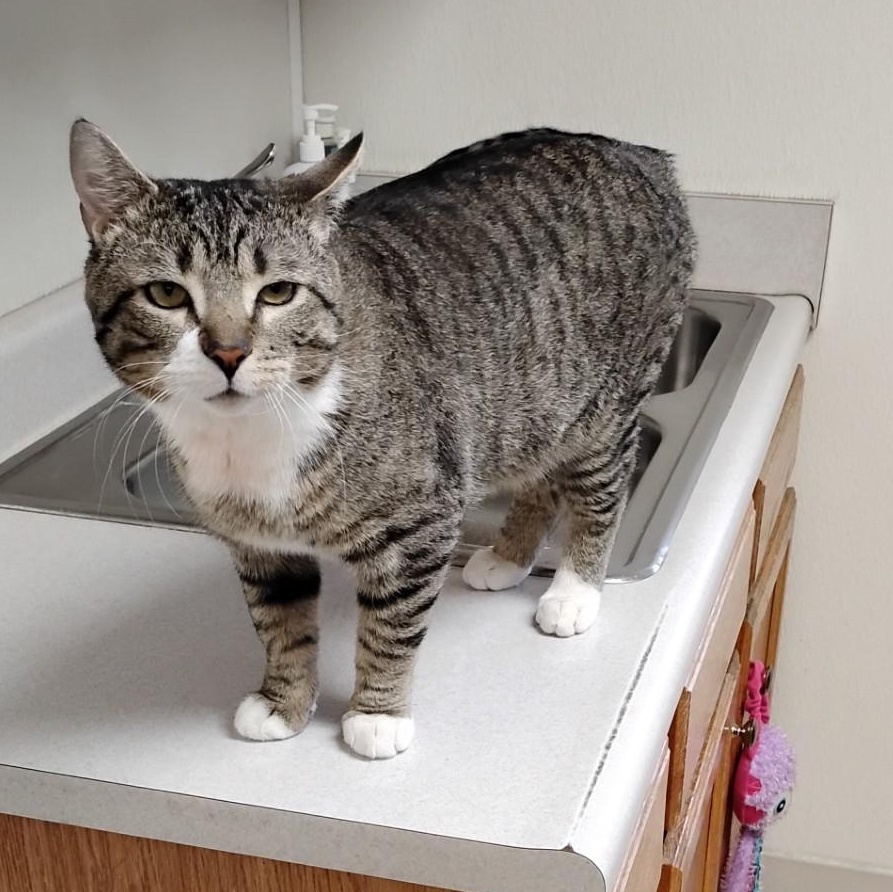 Enlarge Latte, a ADOPTABLE Domestic Short Hair in Dillsburg, PA image 3/6