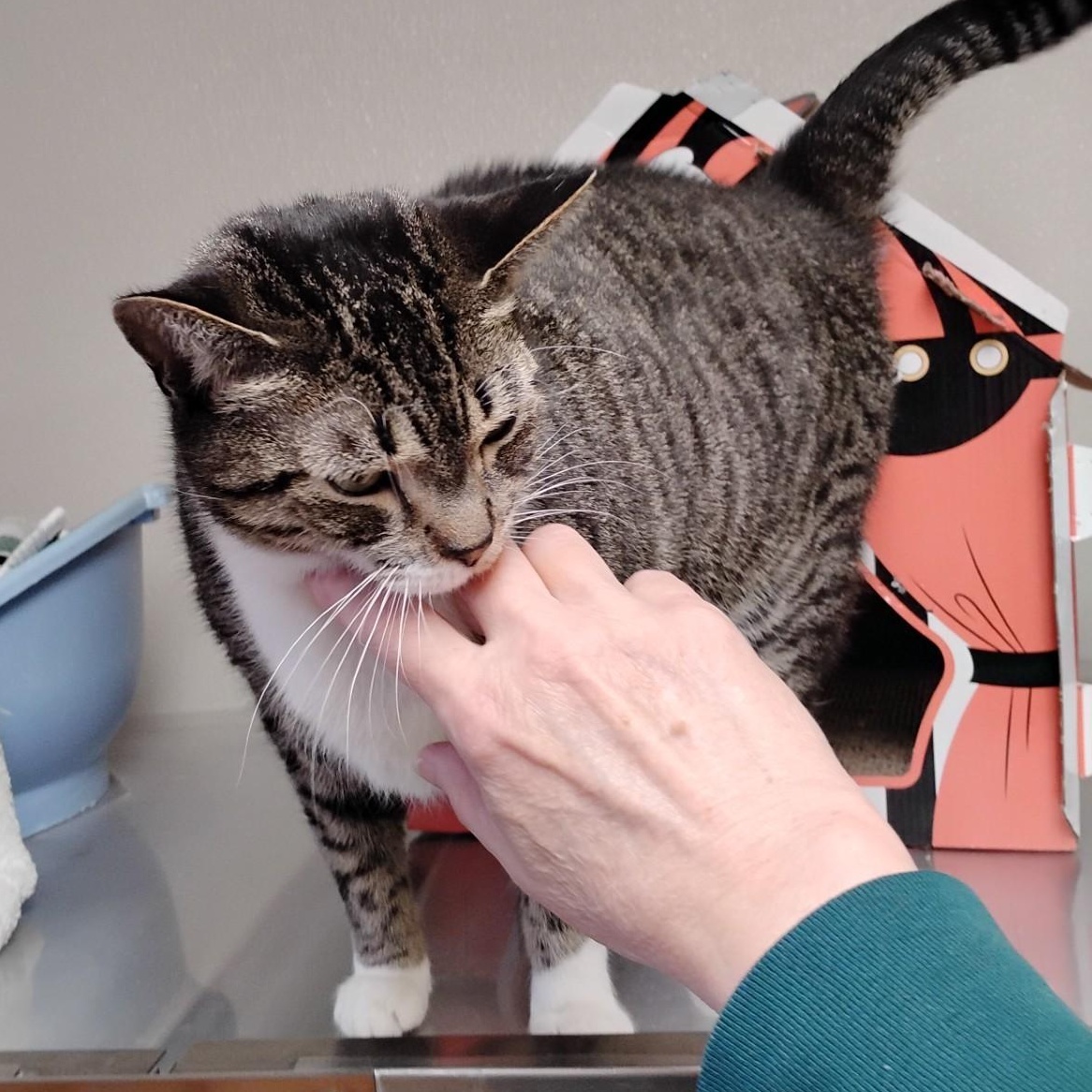 Enlarge Latte, a ADOPTABLE Domestic Short Hair in Dillsburg, PA image 5/6