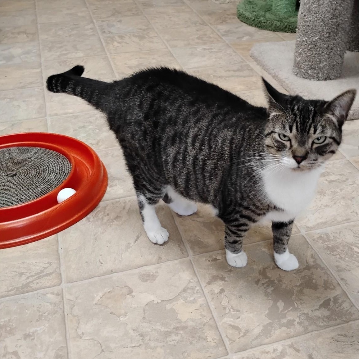 Enlarge Latte, a ADOPTABLE Domestic Short Hair in Dillsburg, PA image 6/6