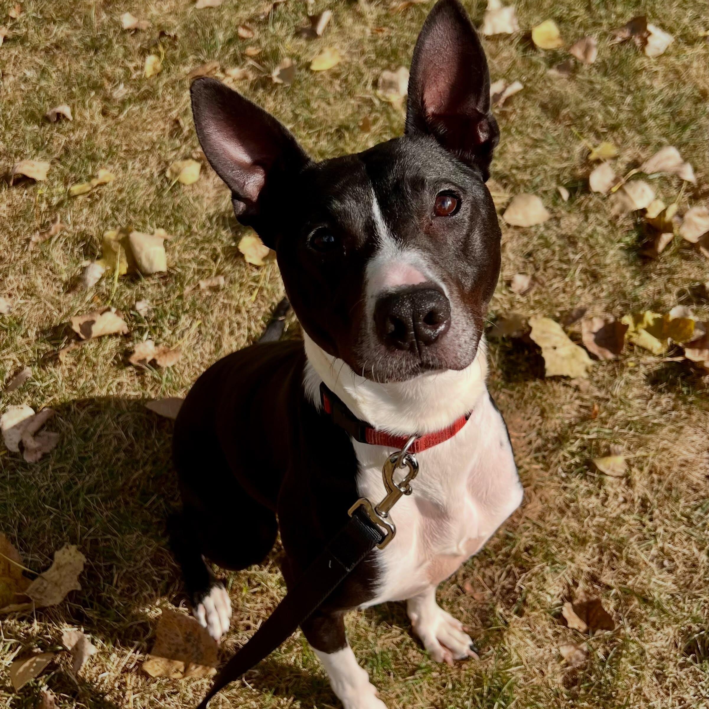 Enlarge Jelly Nougat, a Adopted mixed breed in Detroit, MI image 2/5