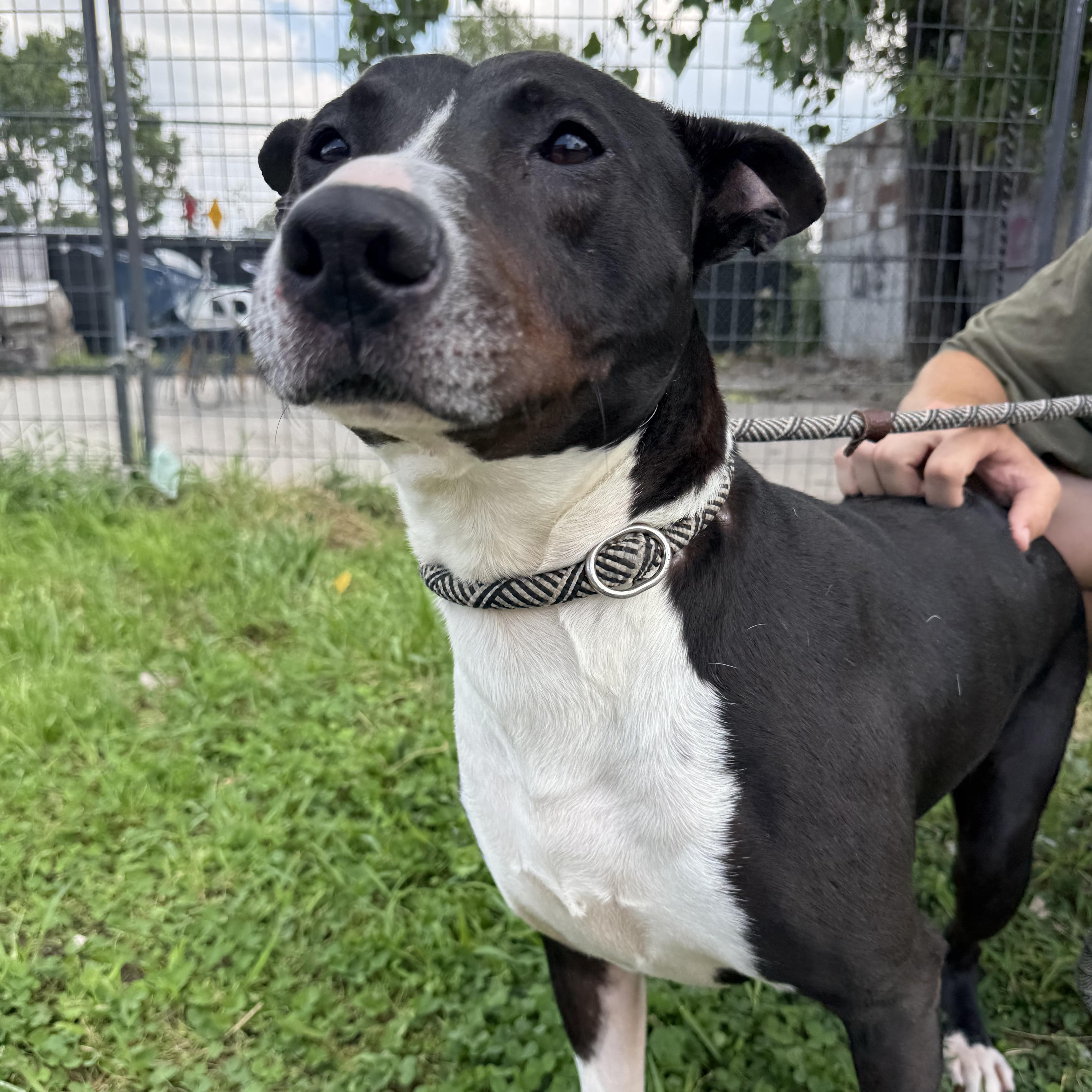 Enlarge Jelly Nougat, a Adopted mixed breed in Detroit, MI image 3/5