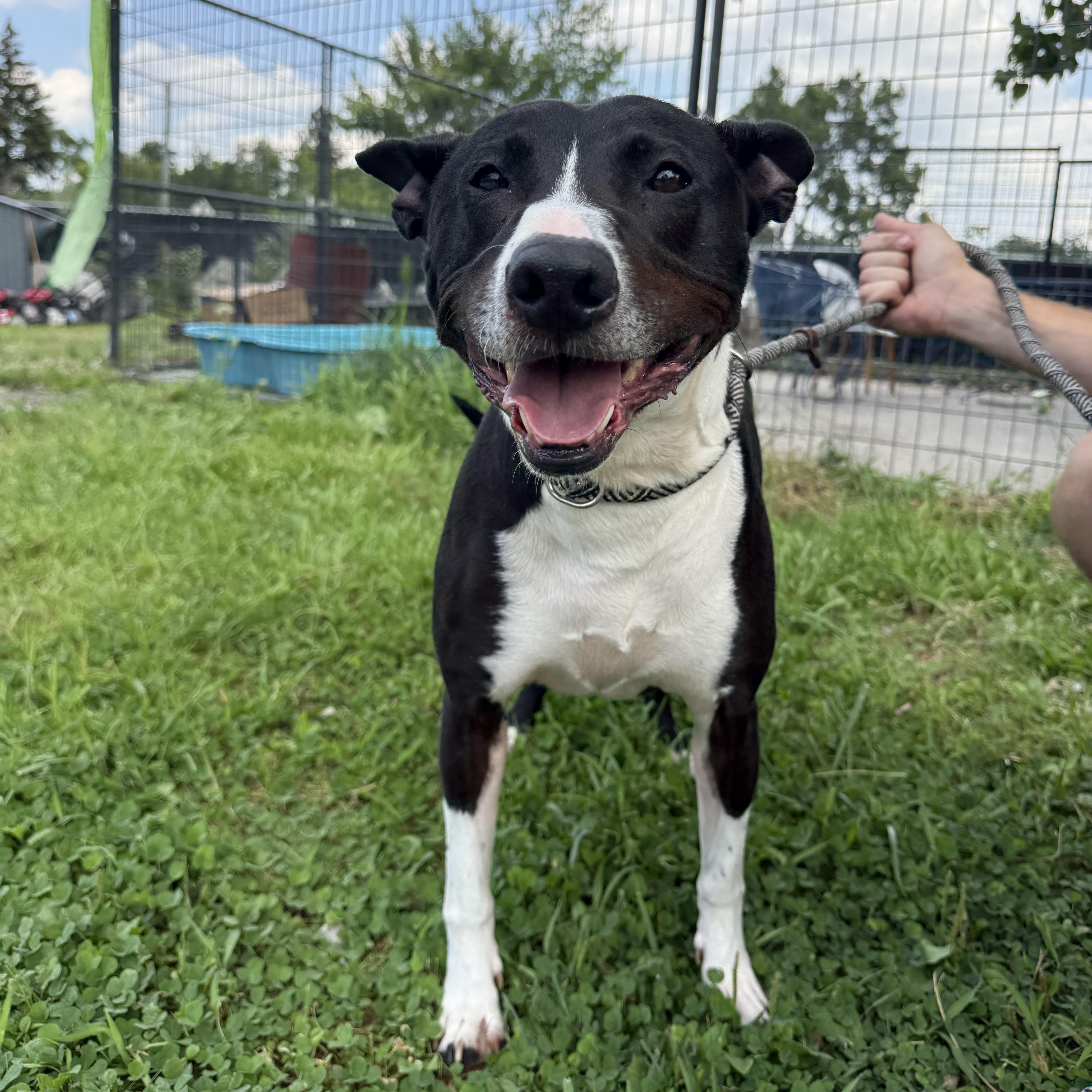 Jelly Nougat, Adopted, Adult Male Pit Bull Terrier & American Staffordshire Terrier.