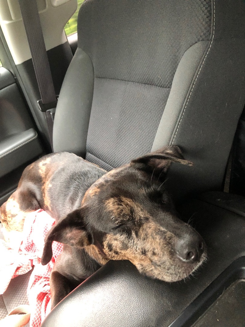 Ms Phantom located in South Carolina, Adopted, Young Female Mixed Breed.