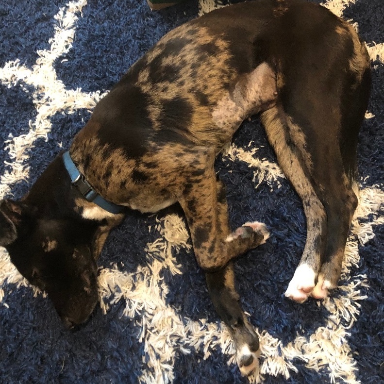 Enlarge Ms Phantom located in South Carolina, a Adopted mixed breed in St Helena Island, SC image 2/6