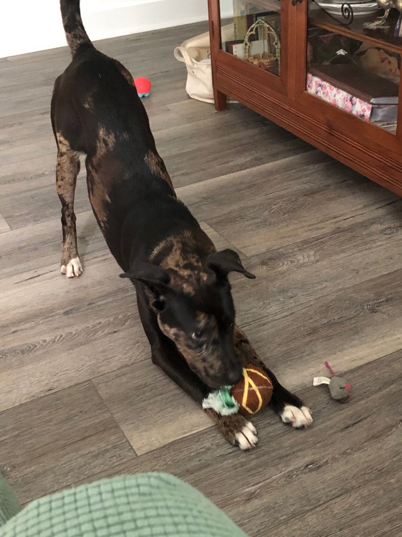 Enlarge Ms Phantom located in South Carolina, a Adopted mixed breed in St Helena Island, SC image 3/6