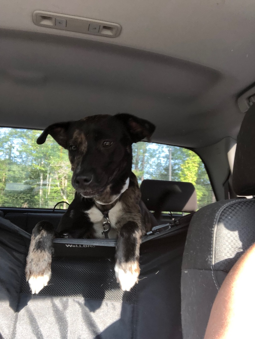 Enlarge Ms Phantom located in South Carolina, a Adopted mixed breed in St Helena Island, SC image 4/6