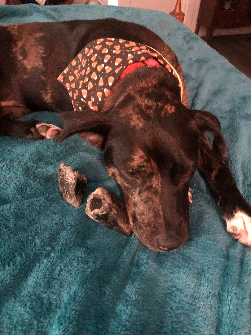 Enlarge Ms Phantom located in South Carolina, a Adopted mixed breed in St Helena Island, SC image 5/6