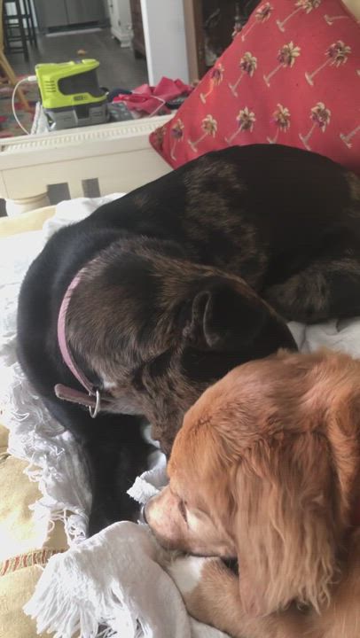 Enlarge Ms Phantom located in South Carolina, a Adopted mixed breed in St Helena Island, SC video 6/6