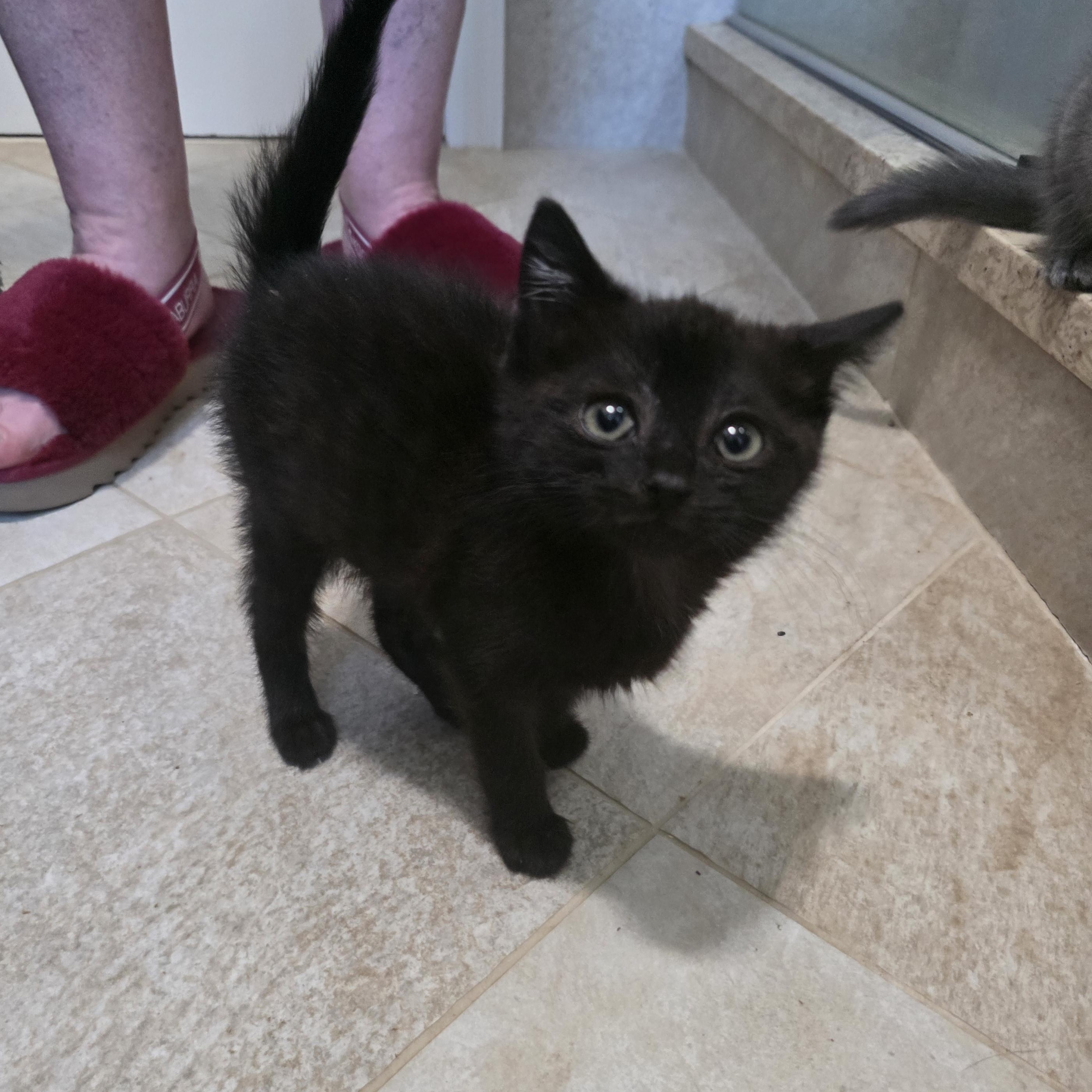 Twilight, a Adoptable Domestic Short Hair in Moriches, NY image 2/4