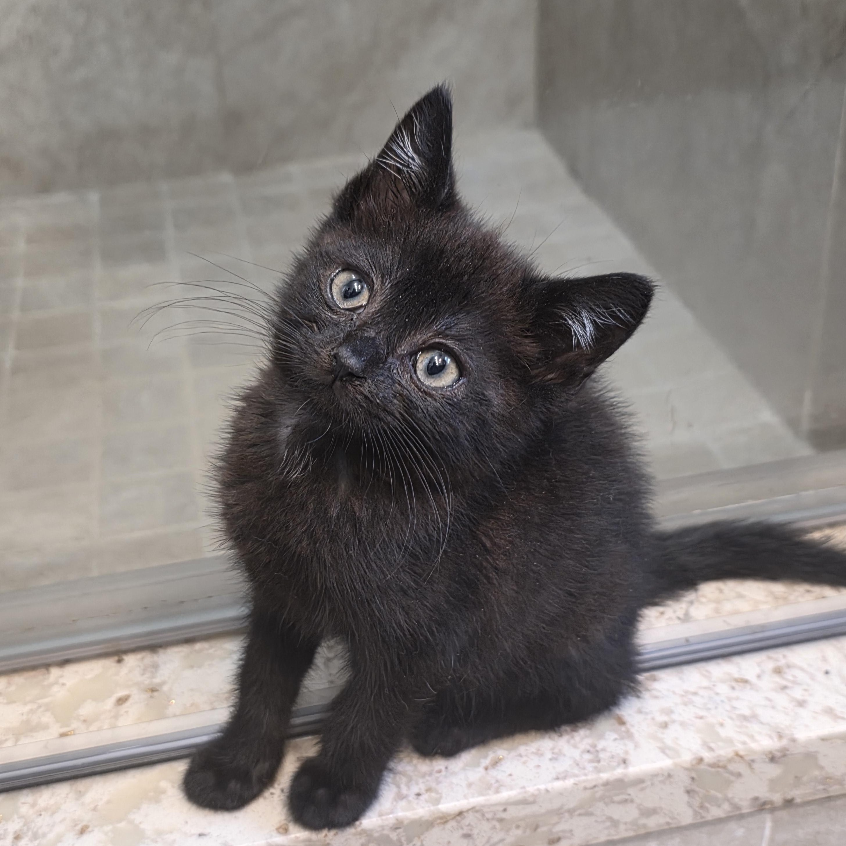 Twilight, a Adoptable Domestic Short Hair in Moriches, NY image 4/4