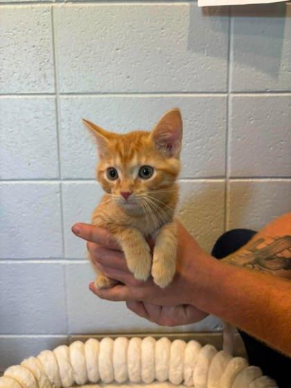 Caesar, a Adoptable mixed breed in Paducah, KY image 1/3