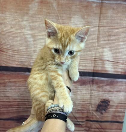 Caesar, a Adoptable mixed breed in Paducah, KY image 2/3
