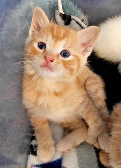 Caesar, a Adoptable mixed breed in Paducah, KY image 3/3