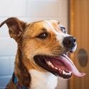 Enlarge Suzie, a Adopted mixed breed in Bentonville, AR image 1/2