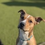 Enlarge Suzie, a Adopted mixed breed in Bentonville, AR image 2/2