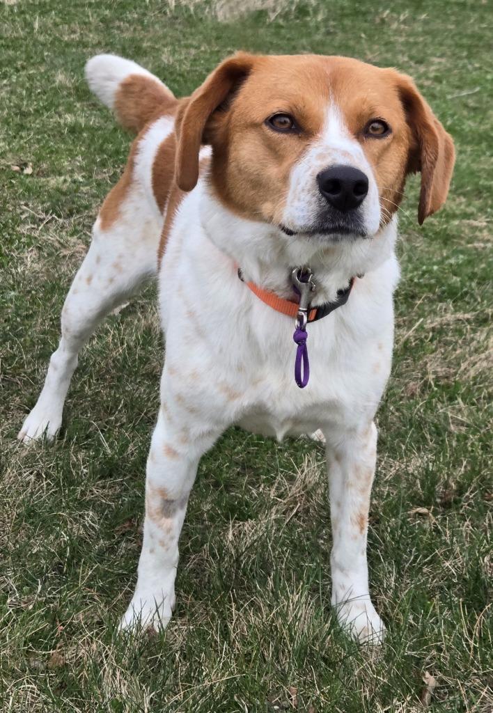 JEWEL, Adoptable, Adult Female Spaniel & Beagle.