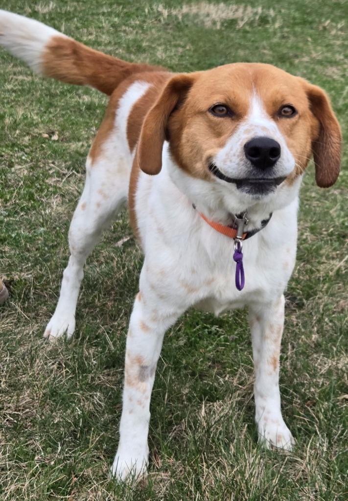 Enlarge JEWEL, a Adoptable mixed breed in Sandusky, OH image 2/2