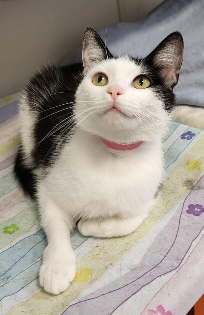 Petulla, a Adoptable mixed breed in Fremont, OH image 1/3