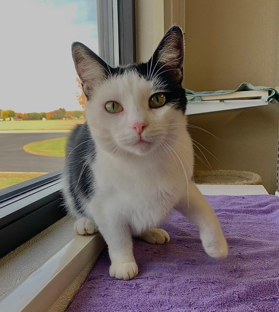 Petulla, a Adoptable mixed breed in Fremont, OH image 2/3