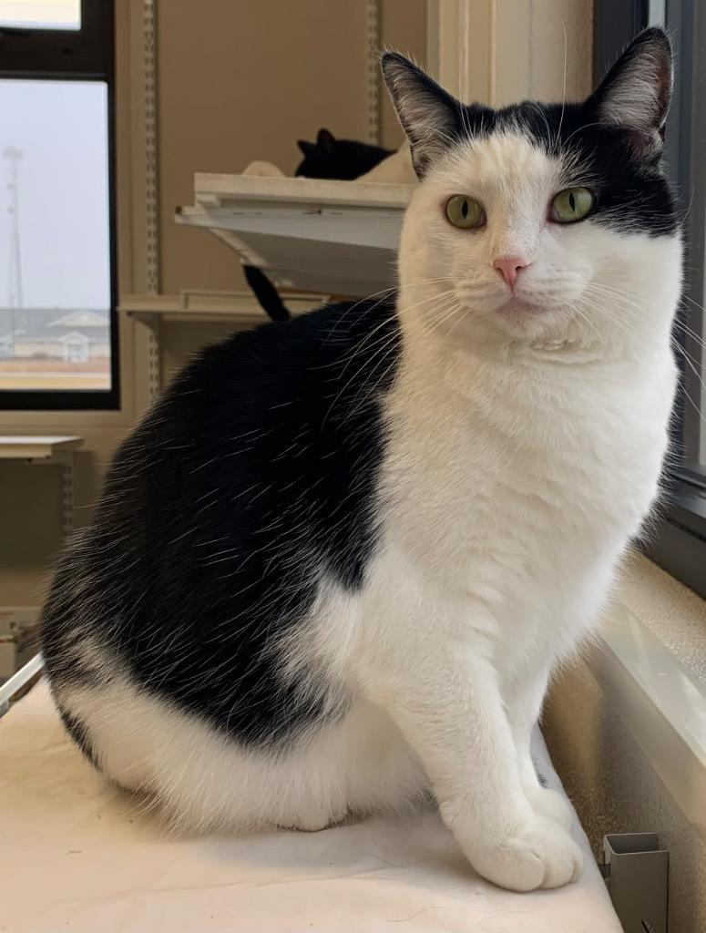 Petulla, a Adoptable mixed breed in Fremont, OH image 3/3