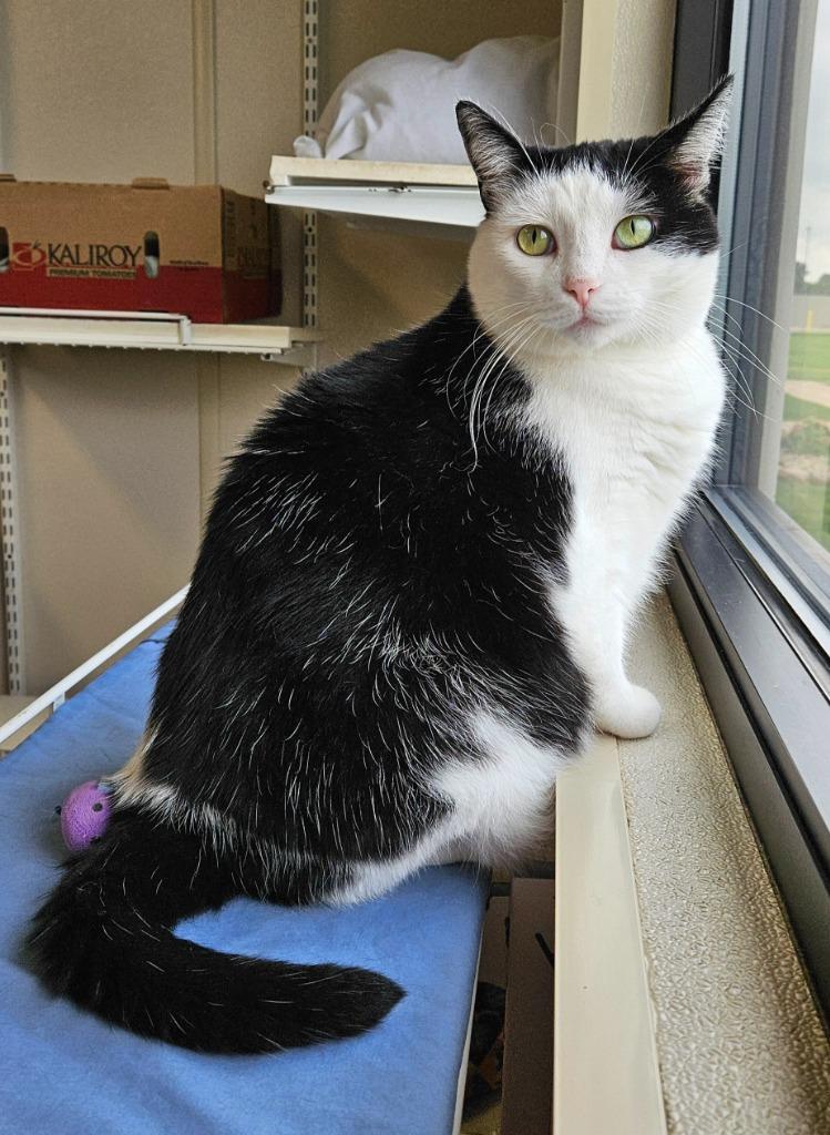 Petulla, a Adoptable mixed breed in Fremont, OH image 4/4