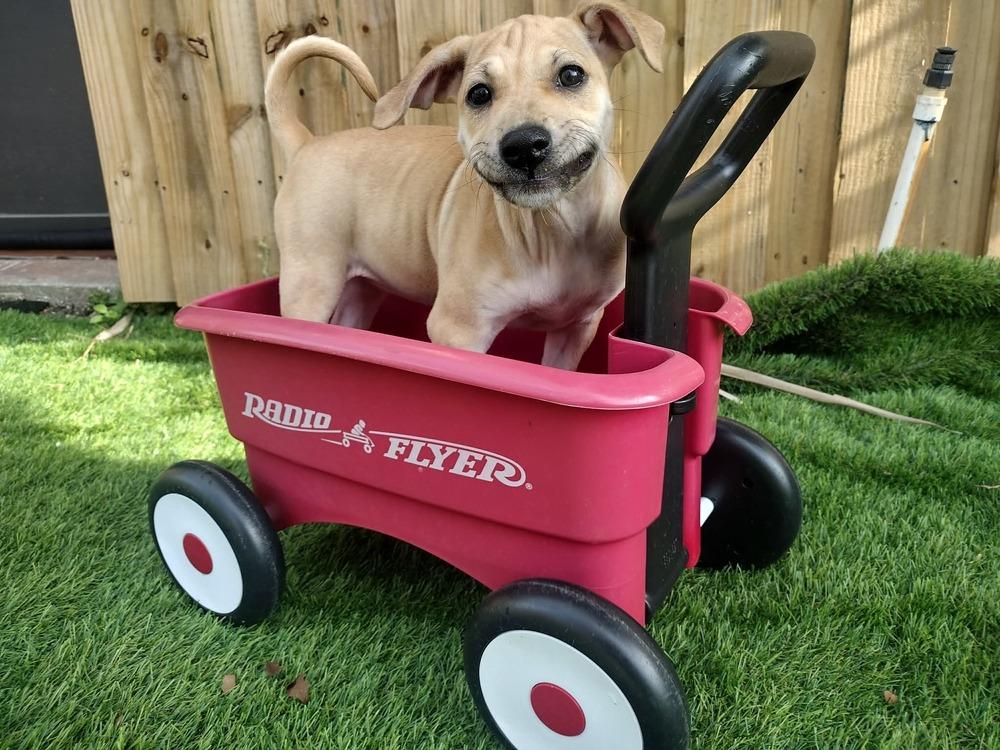 Shauni, Adoptable, Puppy Female Labrador Retriever & Black Mouth Cur.