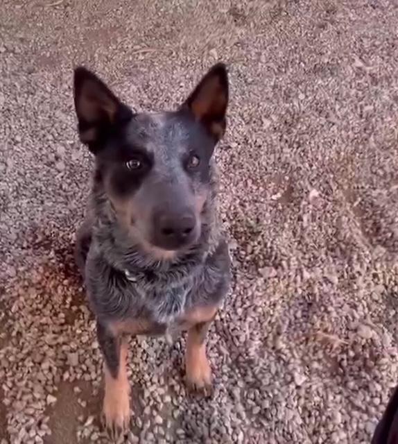 Enlarge Timber, a ADOPTABLE Australian Cattle Dog / Blue Heeler in Forest Falls, CA image 3/3