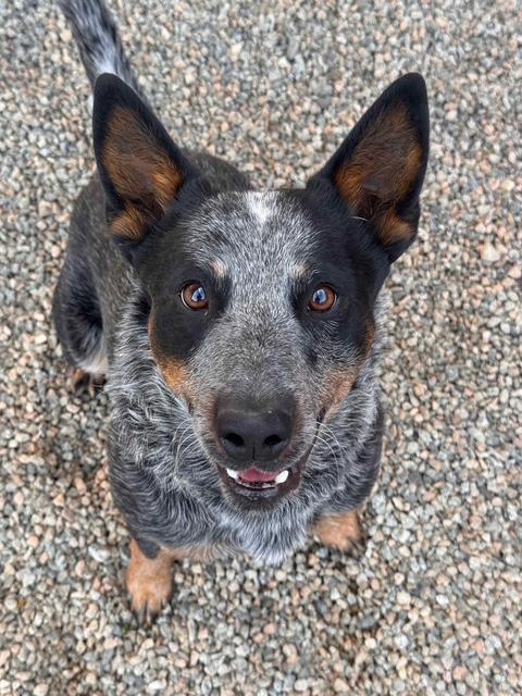Timber, ADOPTABLE, Young Male Australian Cattle Dog / Blue Heeler.
