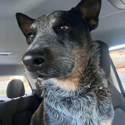 Enlarge Timber, a ADOPTABLE Australian Cattle Dog / Blue Heeler in Forest Falls, CA image 2/3