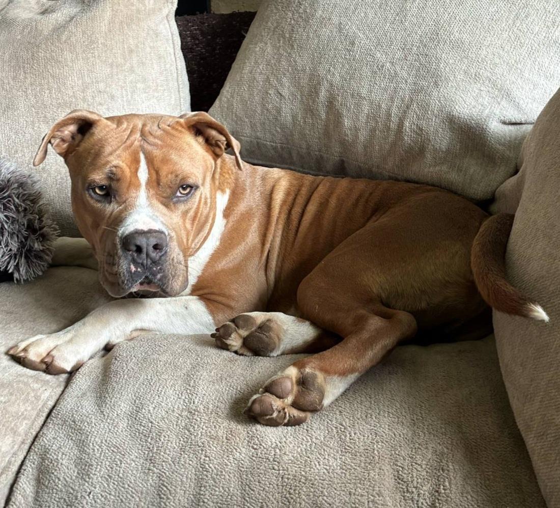 Doug, Adopted, Young Male Pit Bull Terrier.