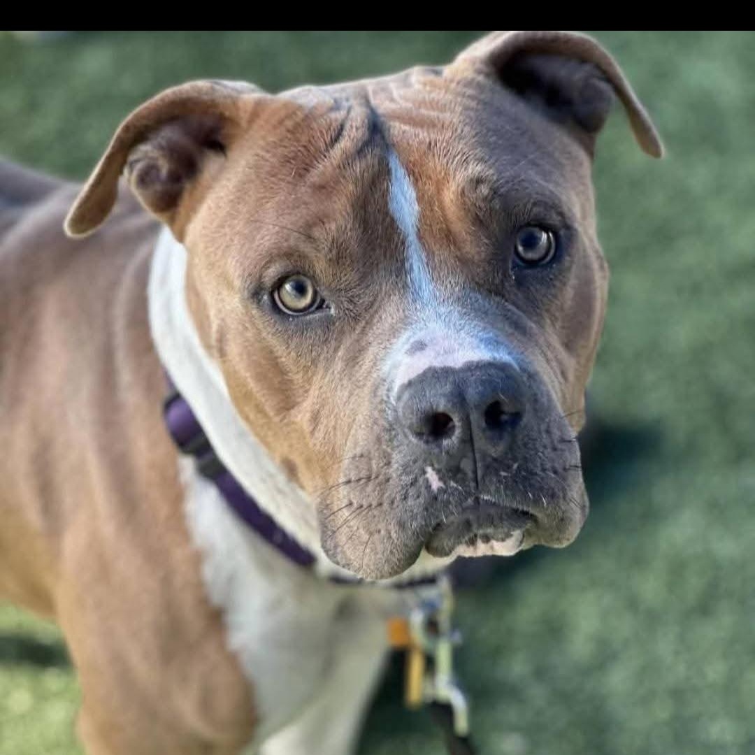 Enlarge Doug, a Adopted Pit Bull Terrier in Oregon City, OR image 3/6