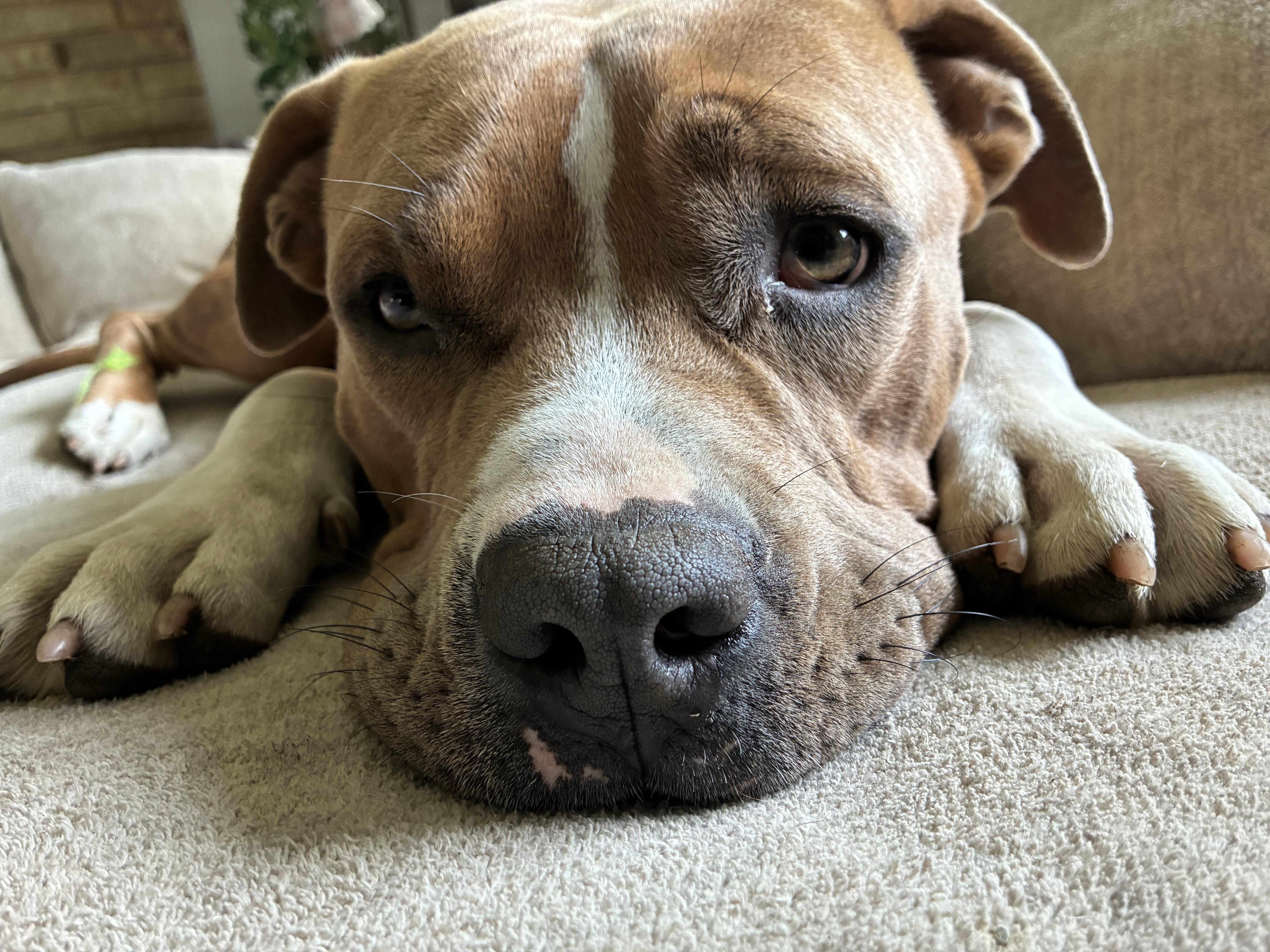 Enlarge Doug, a Adopted Pit Bull Terrier in Oregon City, OR image 2/6