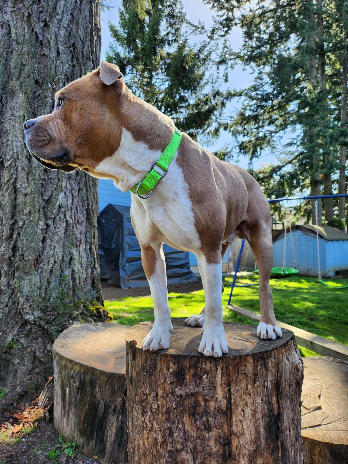 Enlarge Doug, a Adopted Pit Bull Terrier in Oregon City, OR image 6/6