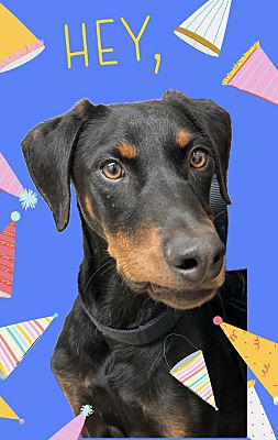 Enlarge Jack, a Adoptable Doberman Pinscher in Santa Ana, CA image 2/3