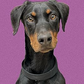 Enlarge Jack, a Adoptable Doberman Pinscher in Santa Ana, CA image 1/3