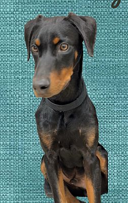 Enlarge Jack, a Adoptable Doberman Pinscher in Santa Ana, CA image 3/3