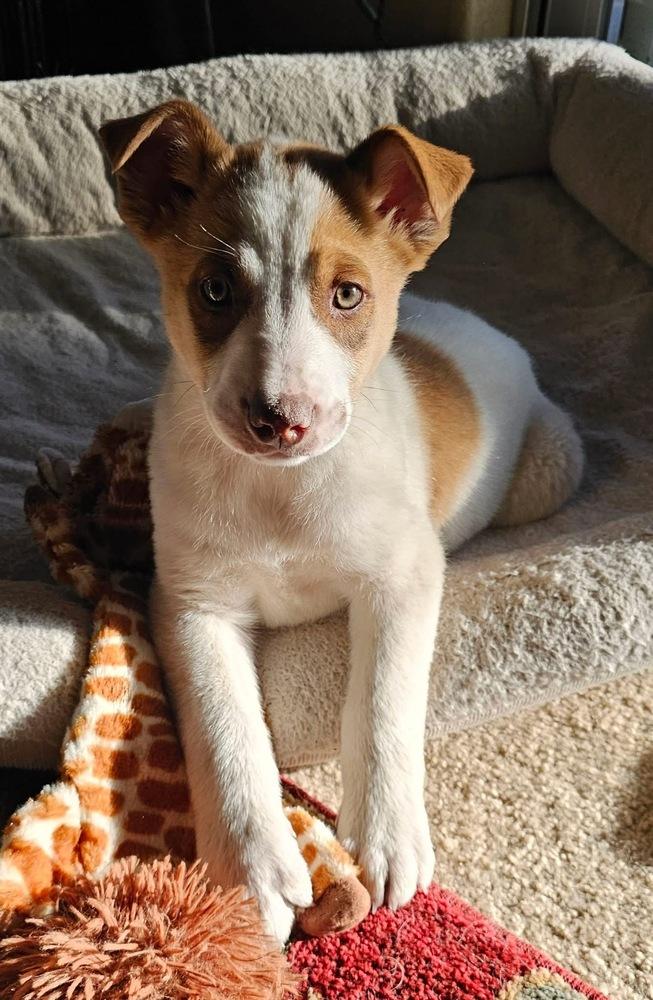 Archer, Adoptable, Puppy Male Australian Cattle Dog / Blue Heeler.