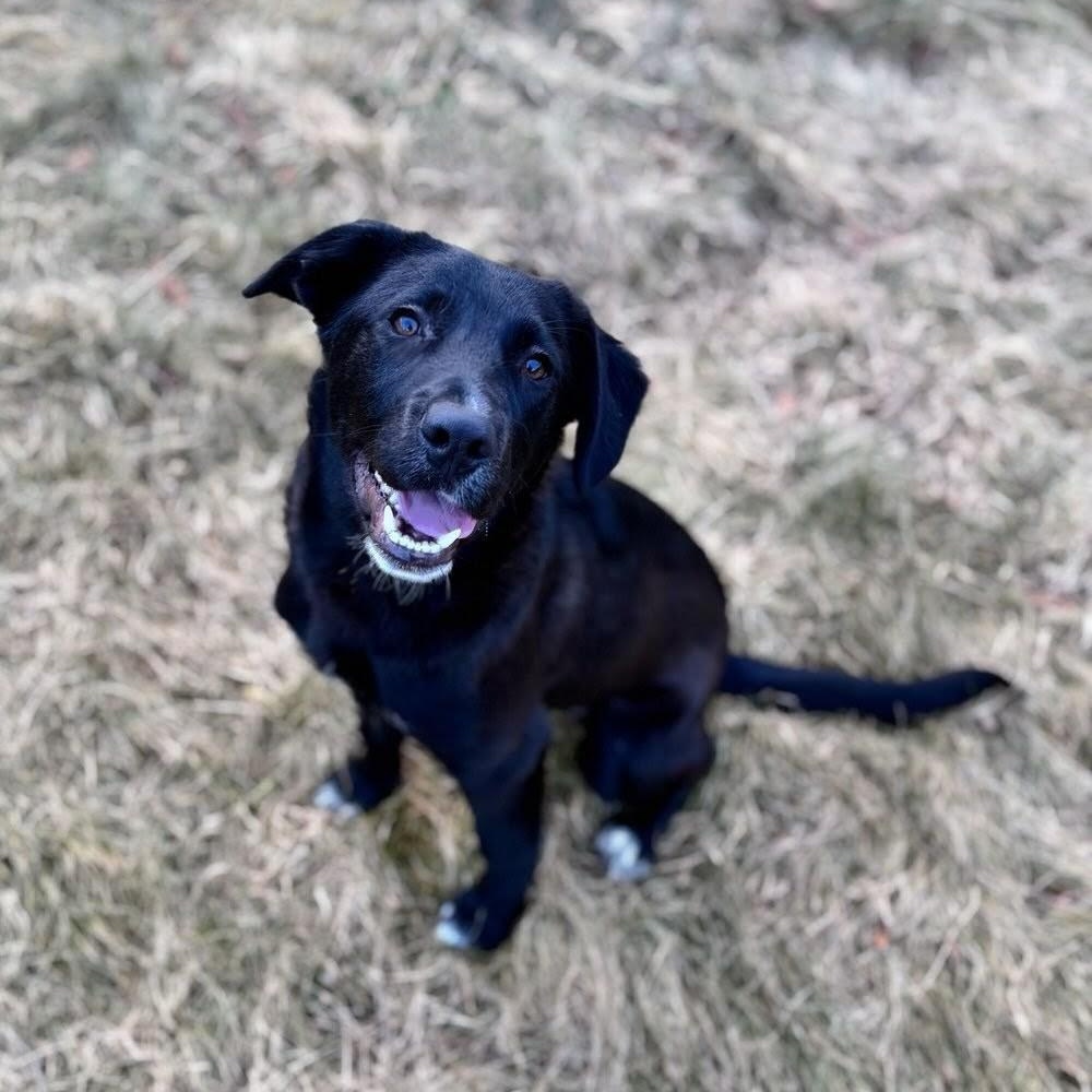 Enlarge Domino , a ADOPTABLE mixed breed in Concord, NC image 4/5