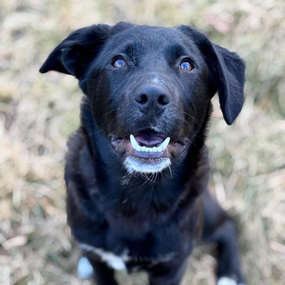 Domino , ADOPTABLE, Puppy Male Labrador Retriever.