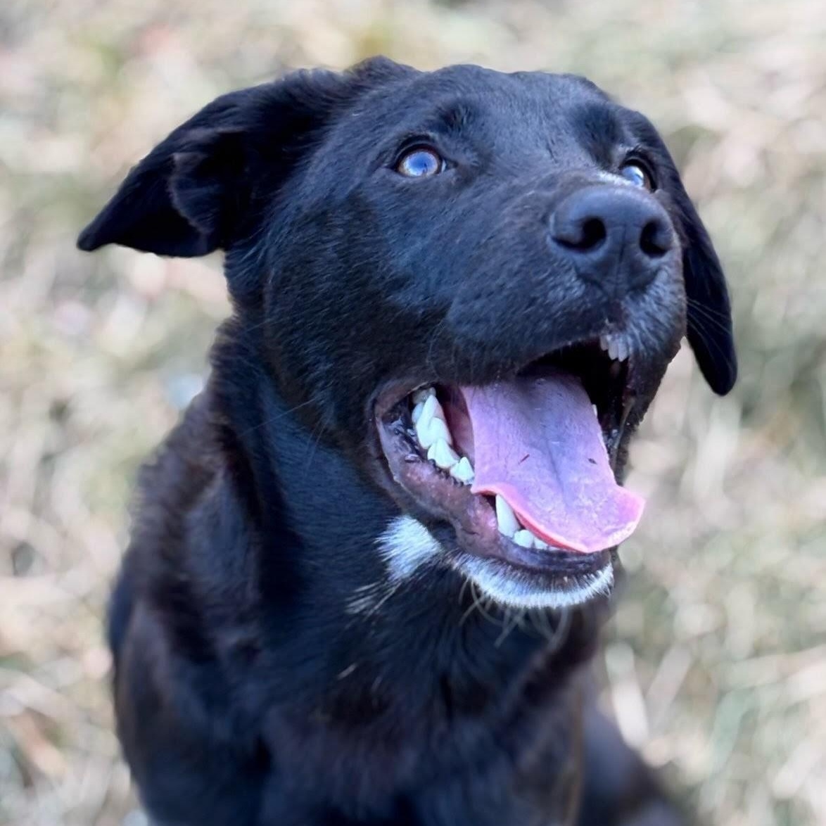 Enlarge Domino , a ADOPTABLE mixed breed in Concord, NC image 3/5