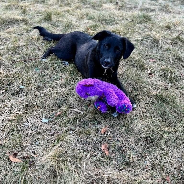 Enlarge Domino , a ADOPTABLE mixed breed in Concord, NC image 5/5
