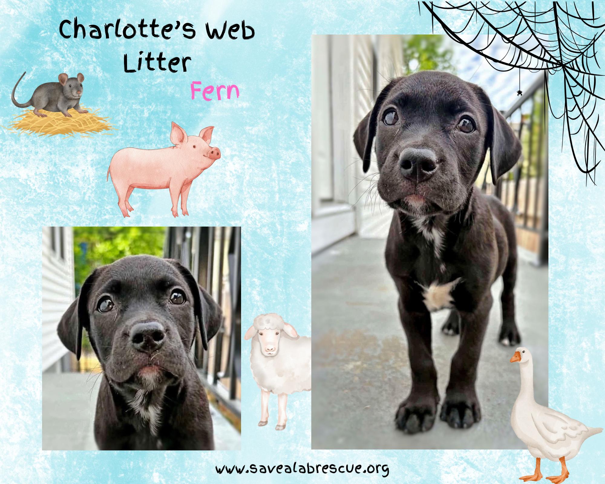 Enlarge Charlottes Web Litter - Fern, an adopted mixed breed in Middletown, RI image 1/1