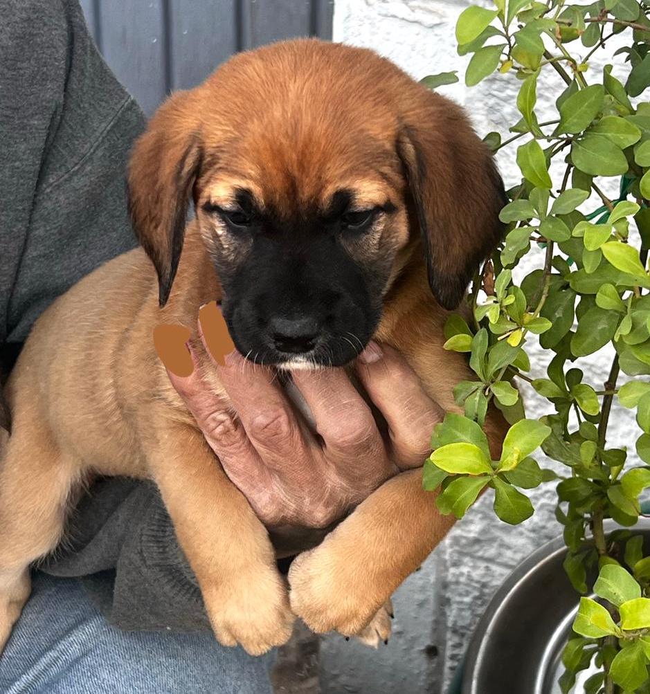 Cassie, Baby Female Terrier