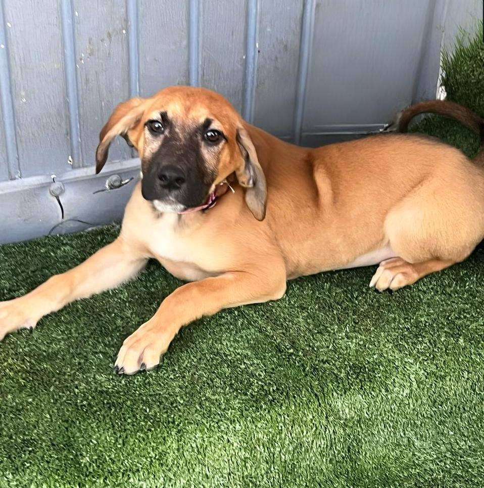 Cassie, an adoptable Terrier in Mexicali, BCN, 21280 | Photo Image 1
