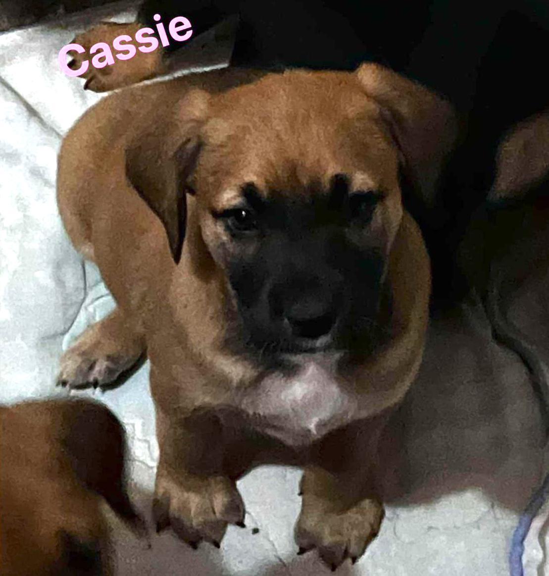 Cassie photo 3