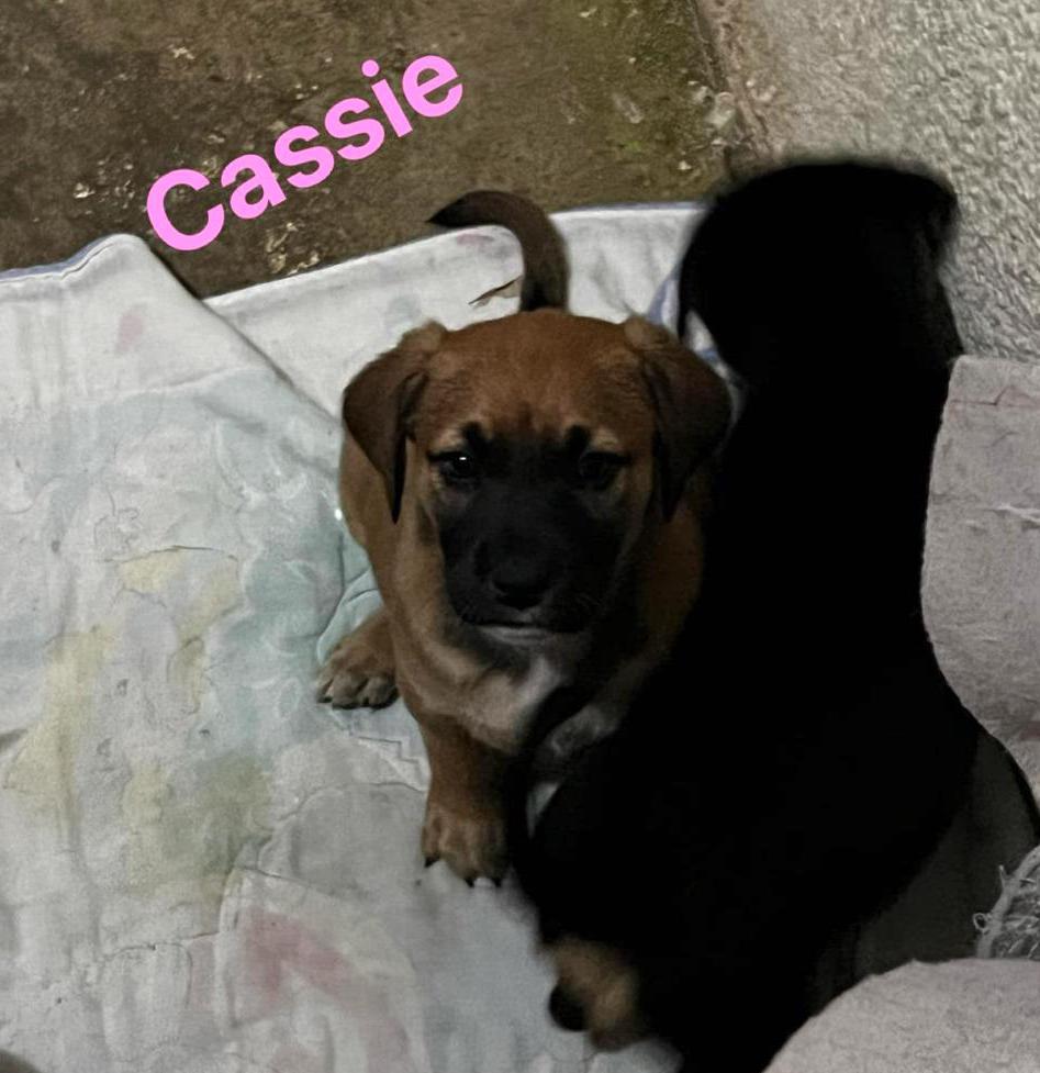 Cassie — thumbnail 3